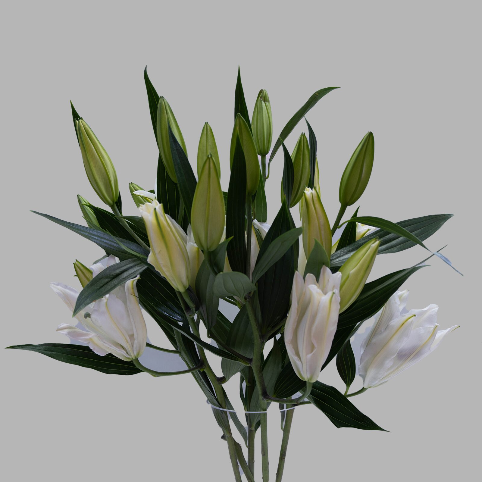 White Lily 1