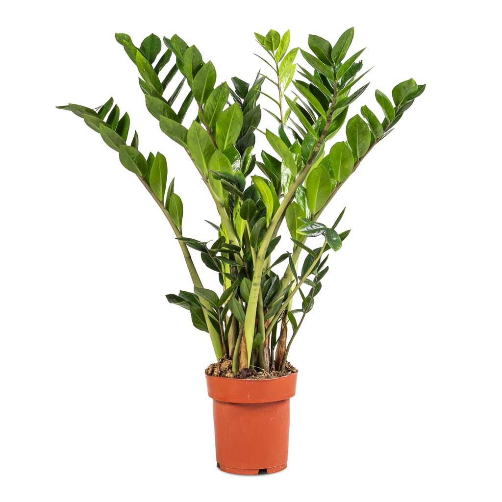 zamia 65cm