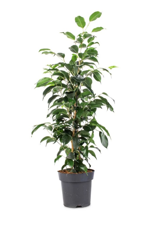 Ficus Benjamina - Image 3