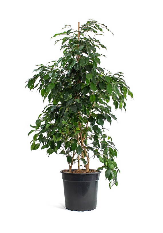 Ficus Benjamina - Image 2