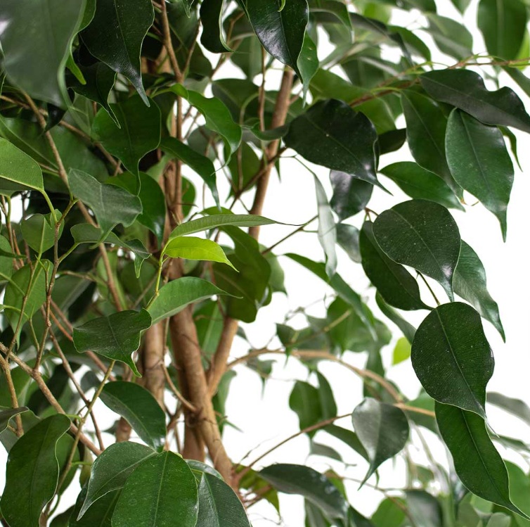 Ficus Benjamina - Image 4
