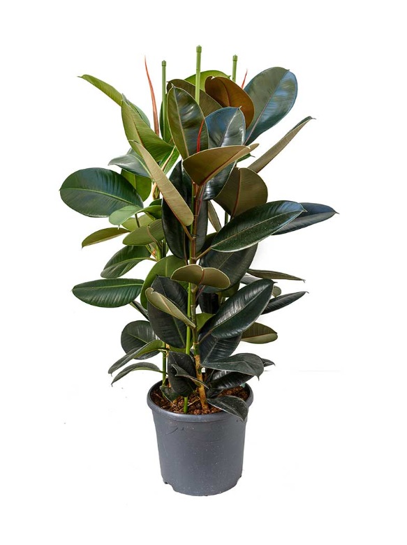 Rubber plant 120cm 1