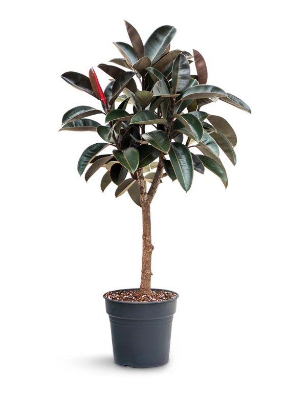 Rubber plant xxl 1