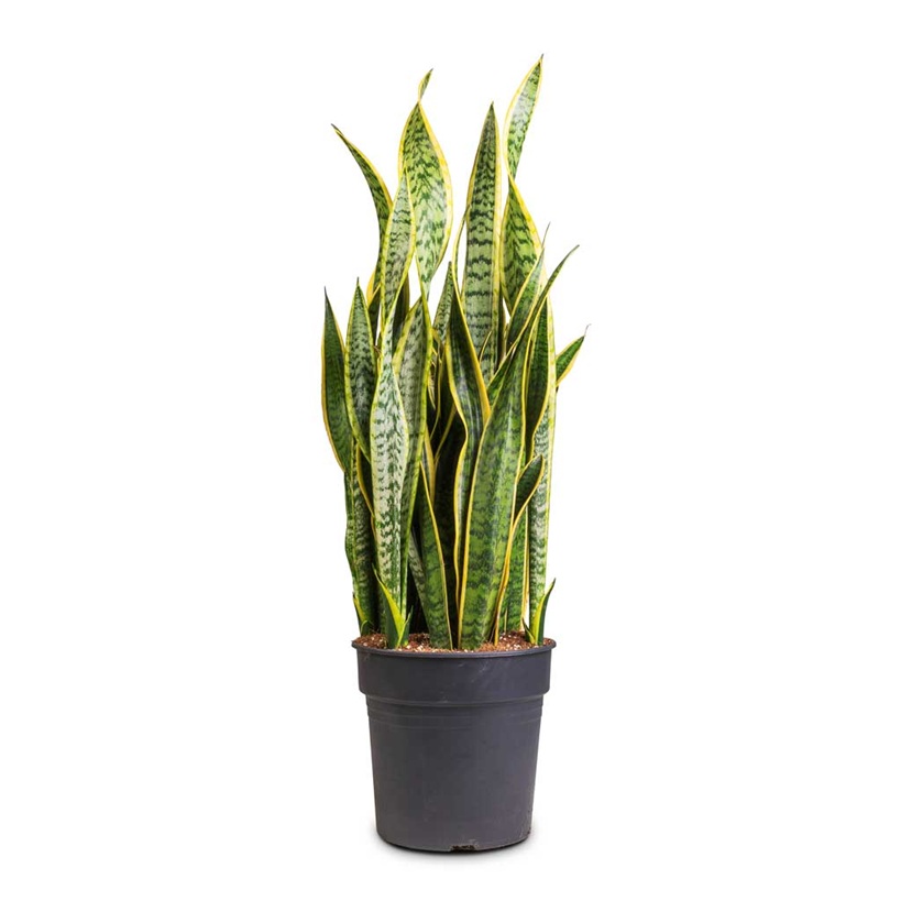 snake plant 80cm