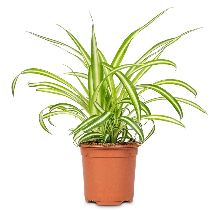 spider plant 30cm